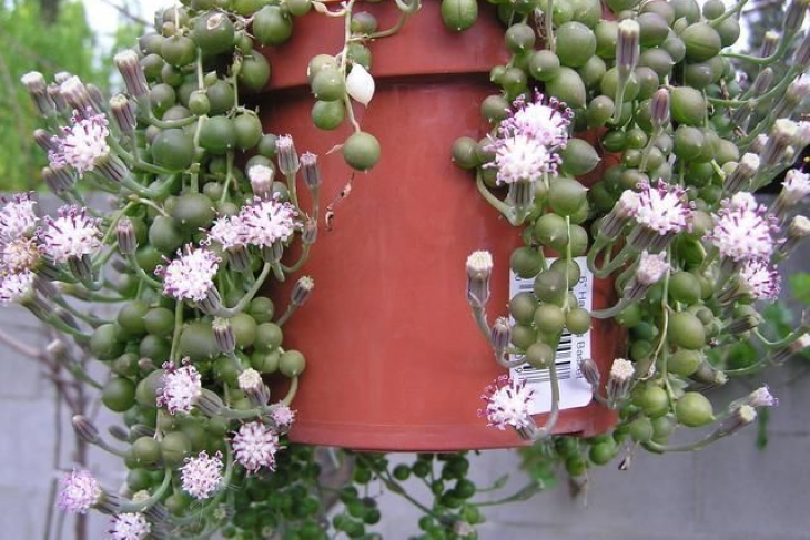 پرورش سنسیو